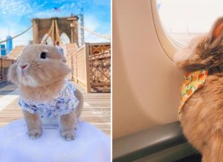 Pet journey: Ideas for travelling along with your bunny from a cotton-tailed TikTok star 1000x563 cmsv2 4ac7463d 783b 51d2 886b a90a5dc2a2a1 7035188