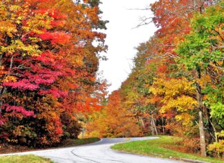 Georgia State Parks’ ‘Leaf Watch’ supplies autumn journey ideas 14 Richard Russell Hwy. Nov. 5 2021 scaled