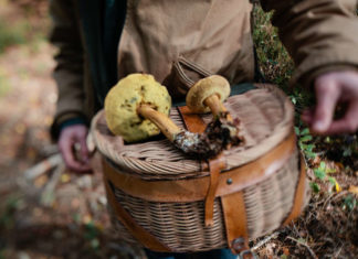 Methods to Forage This Fall In accordance with Foraging Consultants 1663626808 scale