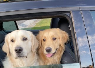 8 Of The Most Useful Canine Journey Merchandise You Can Purchase On Amazon Dog Travel