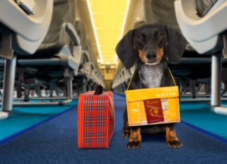 All the pieces You Have to Know About Getting Your Canine a Passport Hero PetPassport shutterstock 1504035356
