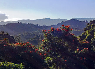 A greener future for tourism in Fiji? Invasive African tulip tree in Fiji Richard Markham higher res