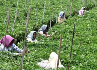 How States can enhance agri-tourism VJ24 AGRI WORKERS 1