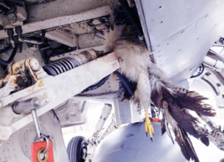 Nigerian Airports Document 93 Incidents bird strike 1