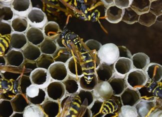 How one can do away with a wasp nest: Ideas for safely eradicating hives dht2krsbe76httde09gpc0ewgcep8st3