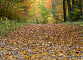 Georgia State Parks’ “Leaf Watch” Gives Journey Ideas for Leaf Peepers fall leaves leaf watch 643x600