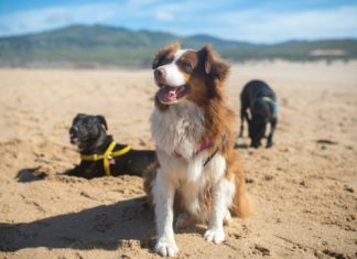 Want A Journey Accomplice? Carry Your Canine! 15 Journey Suggestions For Pet House owners pexels kampus production 8734467 1568x1047