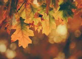 Unmissable Harvest Festivals to Go to in Europe within the Autumn : Journey Suggestions : TravelersToday photo by timothy eberly on unsplash