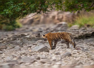 Jim Corbett Nationwide Park: Garjia Zone to open for tourism 94639388