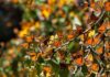 One Of The World’s Most Inspiring Locations Monarch Butterfly Biosphere Reserve Michoacan