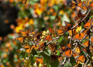 One Of The World’s Most Inspiring Locations Monarch Butterfly Biosphere Reserve Michoacan