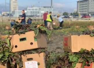 Winnipeg Airports Authority rising greens to help Harvest Manitoba harvest garden 1 6095810 1664913426860