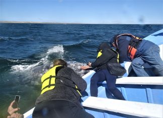 Whale watching in Baja California