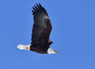 Exploit tourism potential of Onondaga Lake’s eagles (Your Letters)