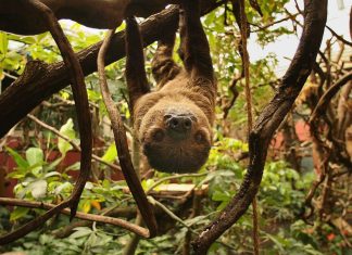 Three sloths freeze to loss of life at Belgian airport, sparking investigation – POLITICO