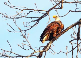 Eagles show Riverbend tourism treasure