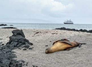 Galapagos cruise information: Itineraries, planning suggestions and issues to do