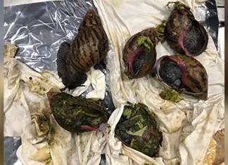 Customs confiscates big invasive snails at Detroit airport
