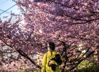 Touring to Japan this 12 months? This is what it’s essential to know.