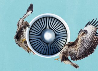 How harmful are chicken strikes to planes?