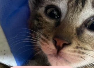 Misplaced kitten at Delhi airport because of Air India’s ‘negligence’, claims passenger | Newest Information Delhi