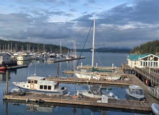 6 Ideas For Whale Watching On San Juan Island