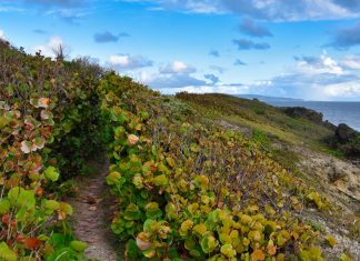 Can Barbados Get Tourists to Care About Going Green?