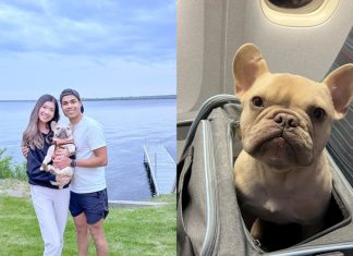 Journey suggestions for flying together with your pet