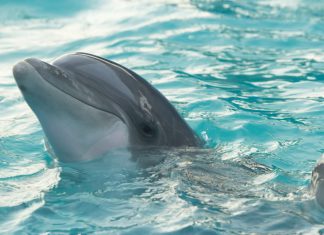 Swim with the Dolphins in These Five Destinations