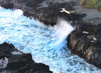 Wonders and the Power of Devil’s Churn: Good, Bad and Freaky of Oregon Coast