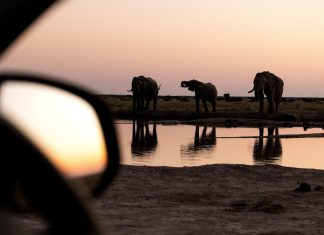 Elephant attacks are becoming more common, experts say
